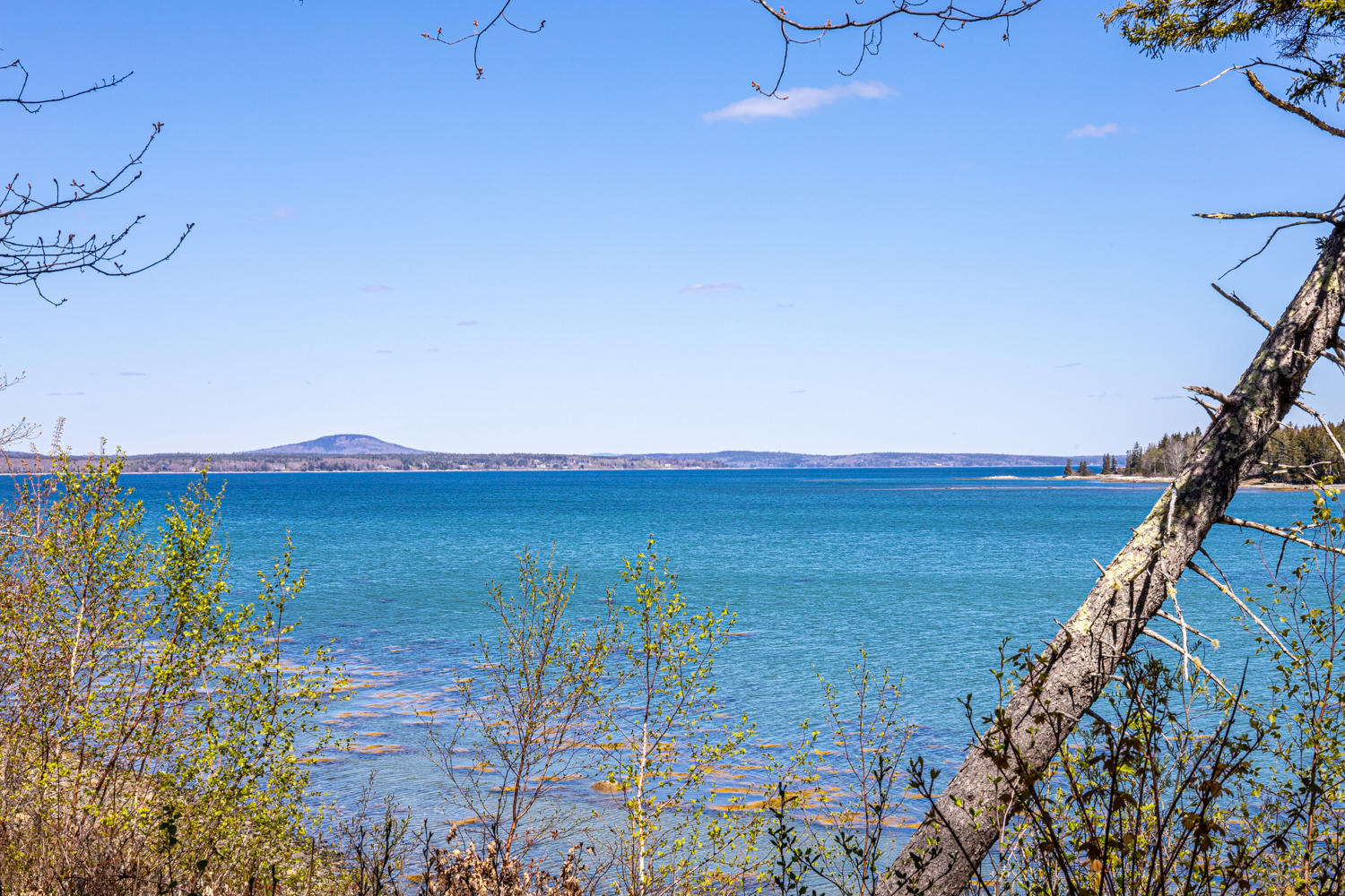 239 Harriman Point Road Brooklin, ME 04616 - Photo 7 of 62 Blue Hill Bay