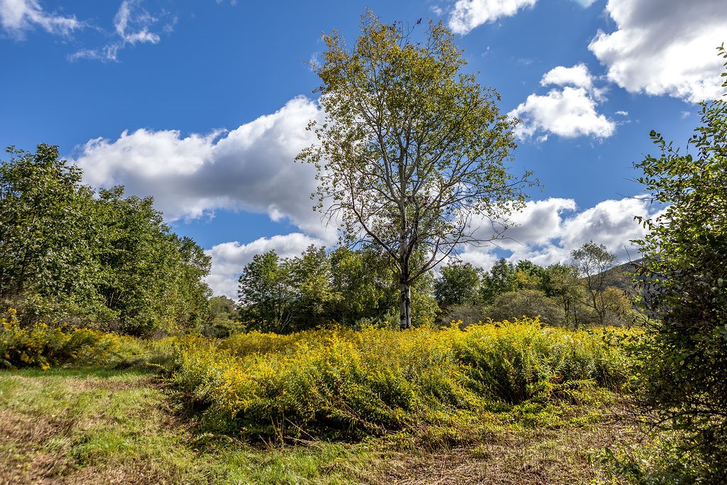 164 Grant Morse Road Roxbury, NY 12421 - Photo 42 of 49 Gallery Image 42