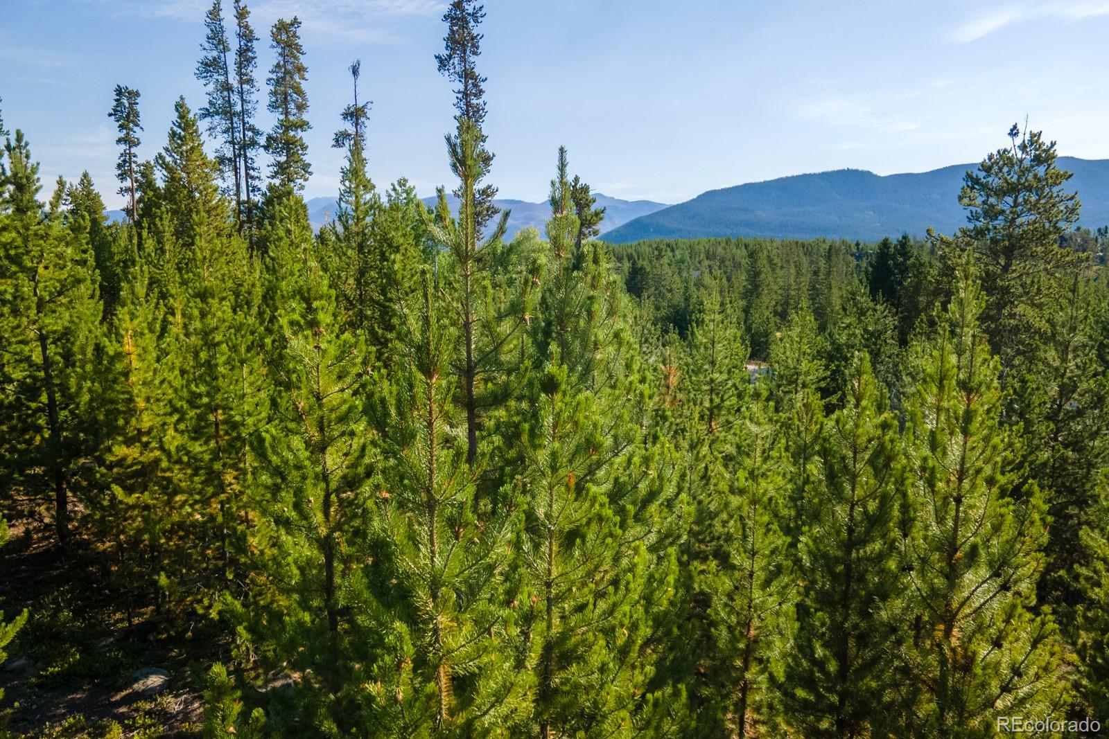 493 Trail Ridge Drive Grand Lake, CO 80447 - Photo 1 of 7 a view of a lush green forest with a building in the background