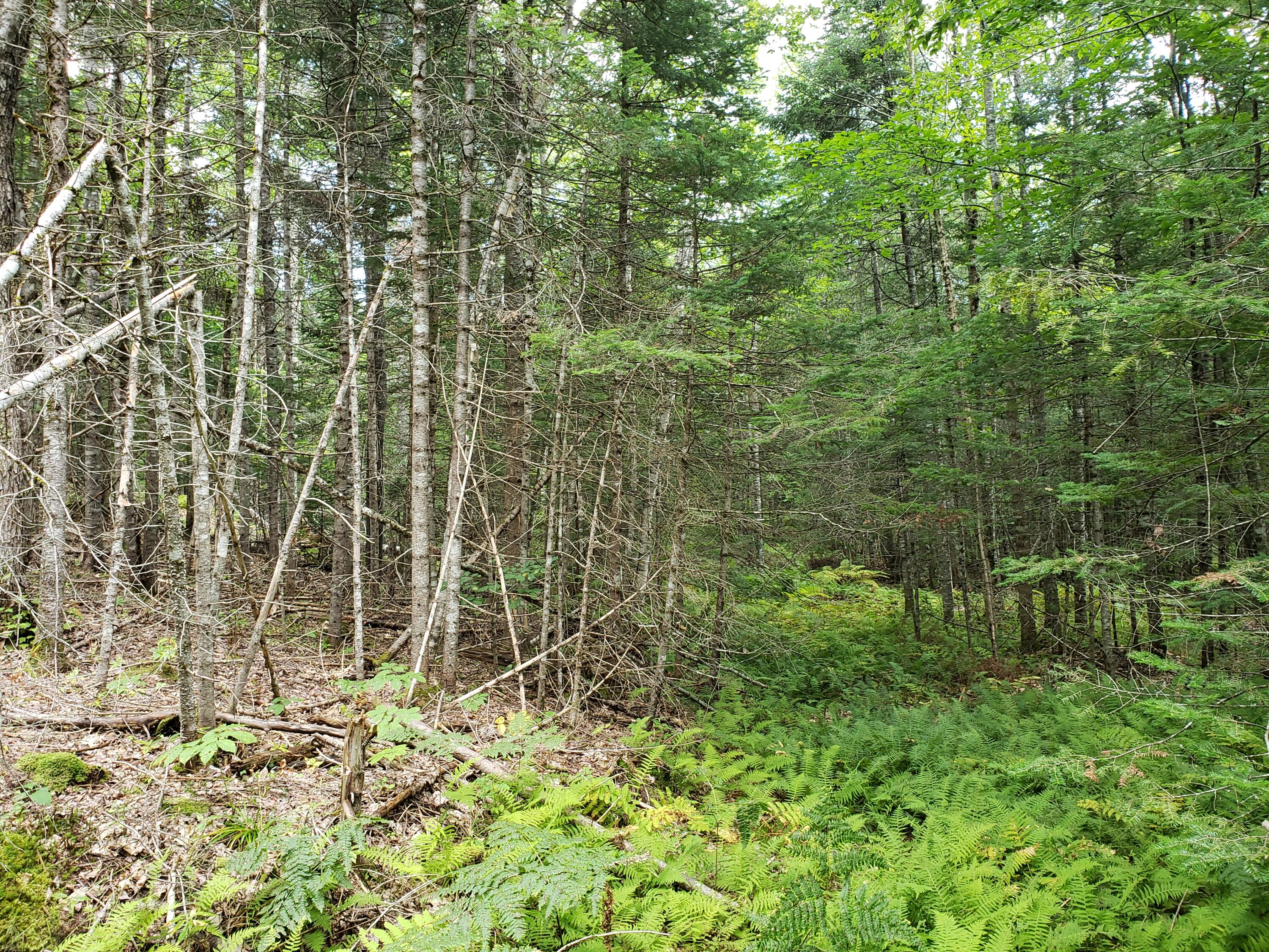 Tbd Medford Road Milo, ME 04463 - Photo 14 of 29 20220828_141855