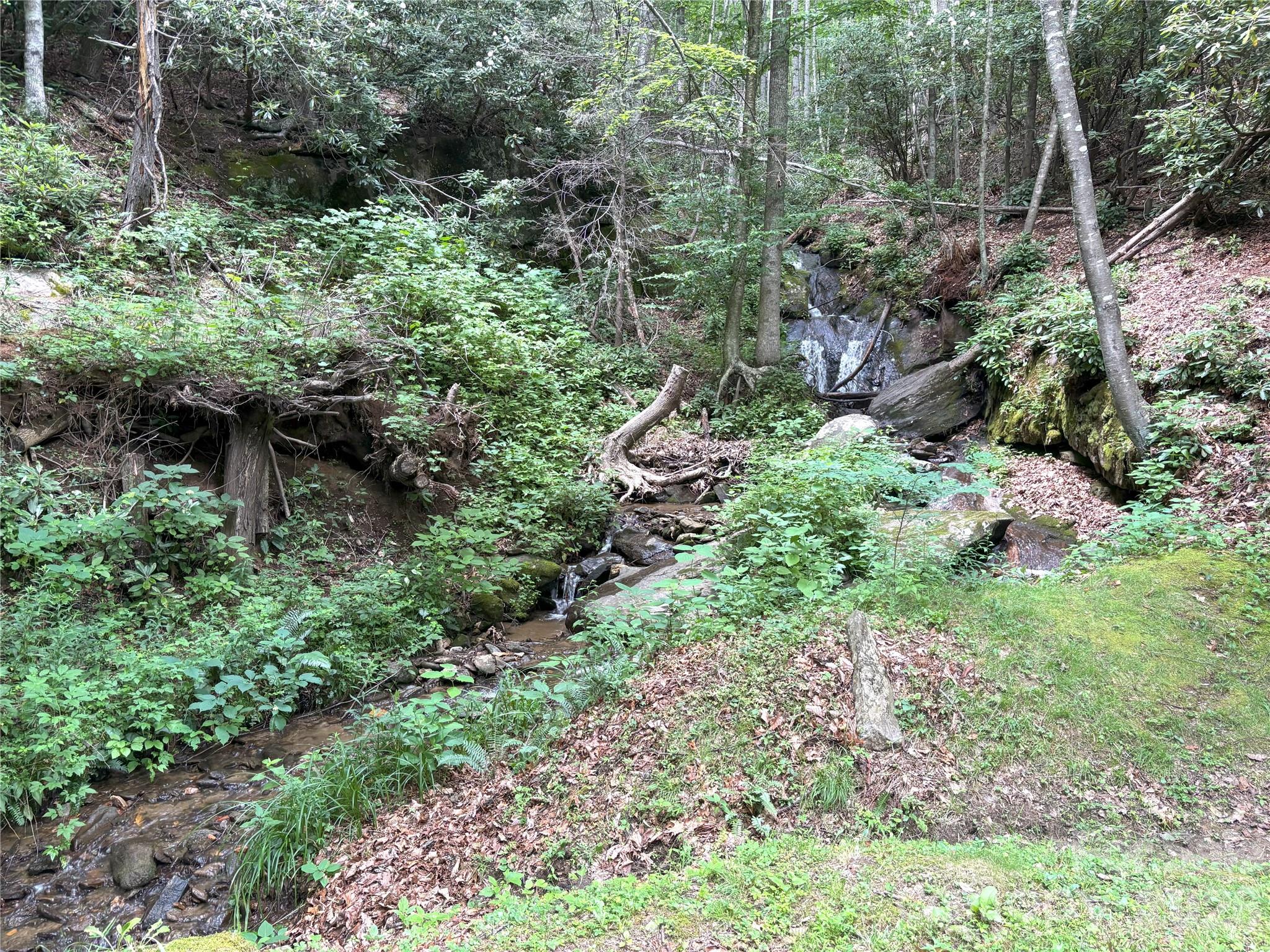 a plant that is in a garden