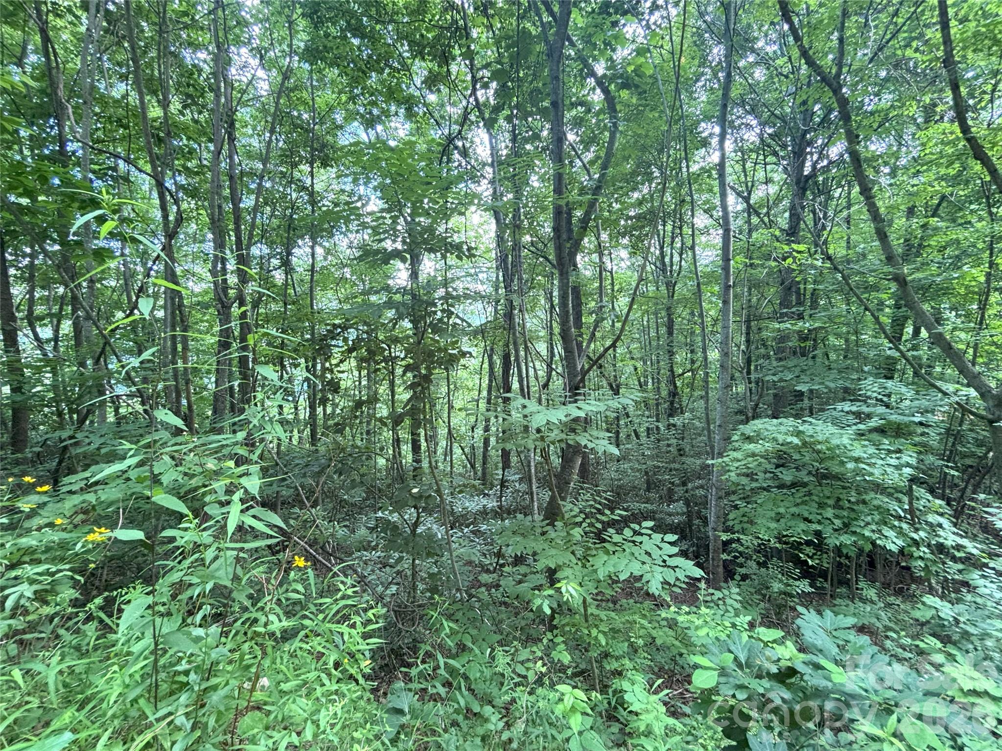 0 Valley View Drive, Unit 14 Maggie Valley, NC 28751 - Photo 6 of 7 a view of forest
