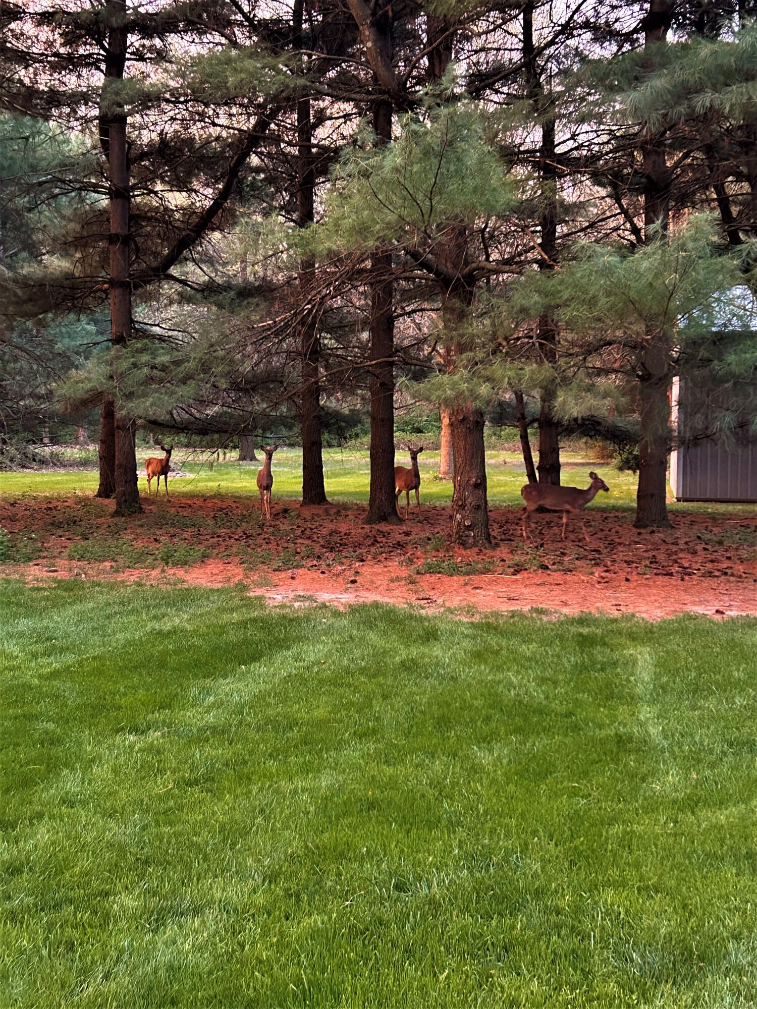 1525 Refugee Road Pickerington, OH 43147 - Photo 25 of 33 Deer in backyard