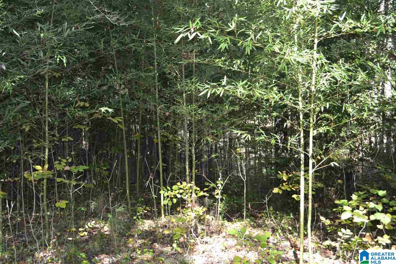 17871 Highway 75, Unit 5 7 ACRES Remlap, AL 35133 - Photo 6 of 23