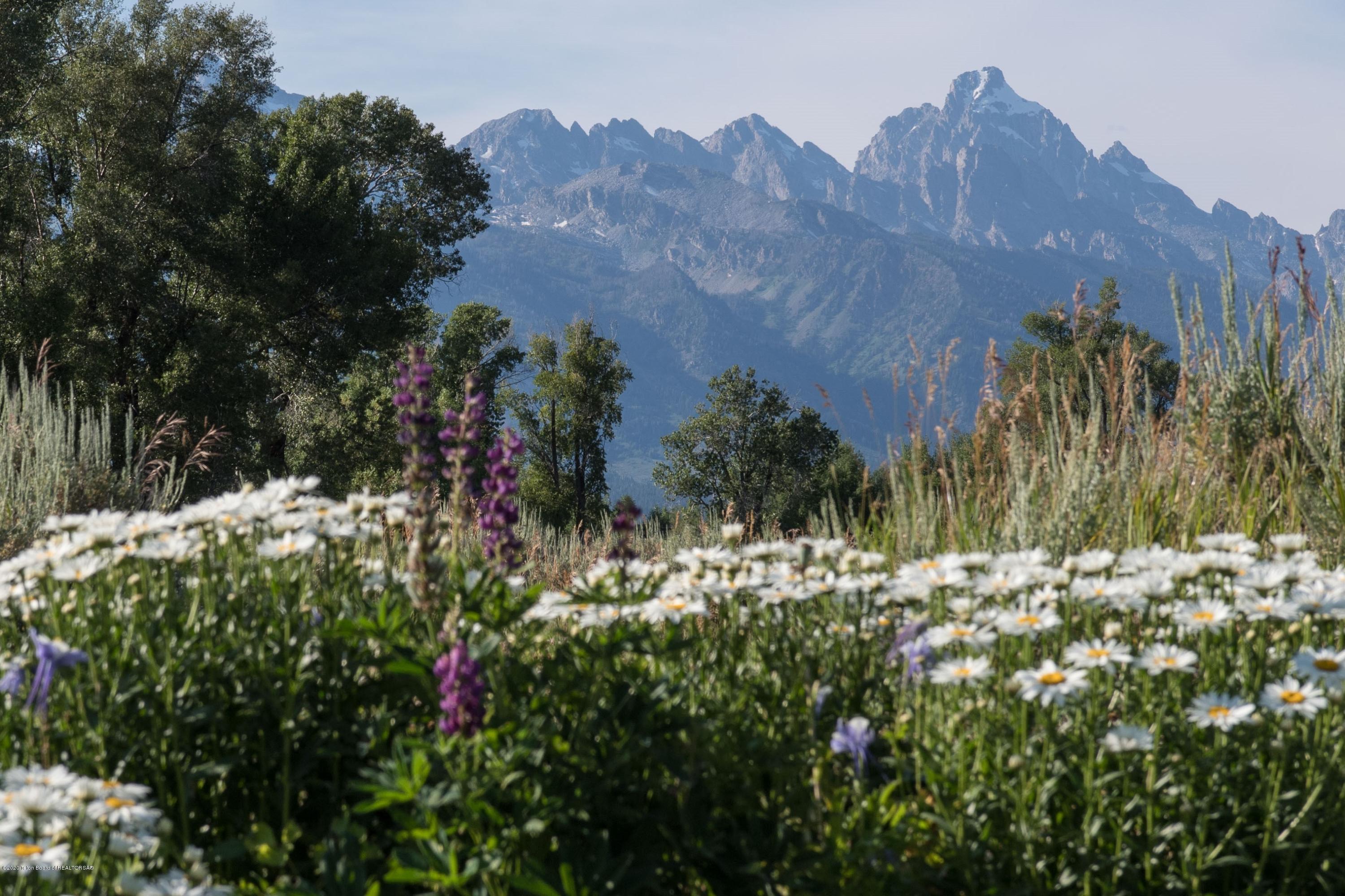 75 Huckleberry Drive Jackson, WY 83001 - Photo 1 of 1 Tetons and daisys