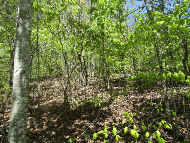 18 Gene Sills Road Lancing, TN 37770 - Photo 7 of 13 a view of a yard