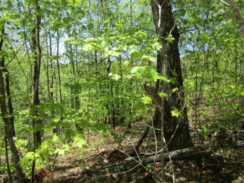 18 Gene Sills Road Lancing, TN 37770 - Photo 9 of 13 a view of a lush green forest