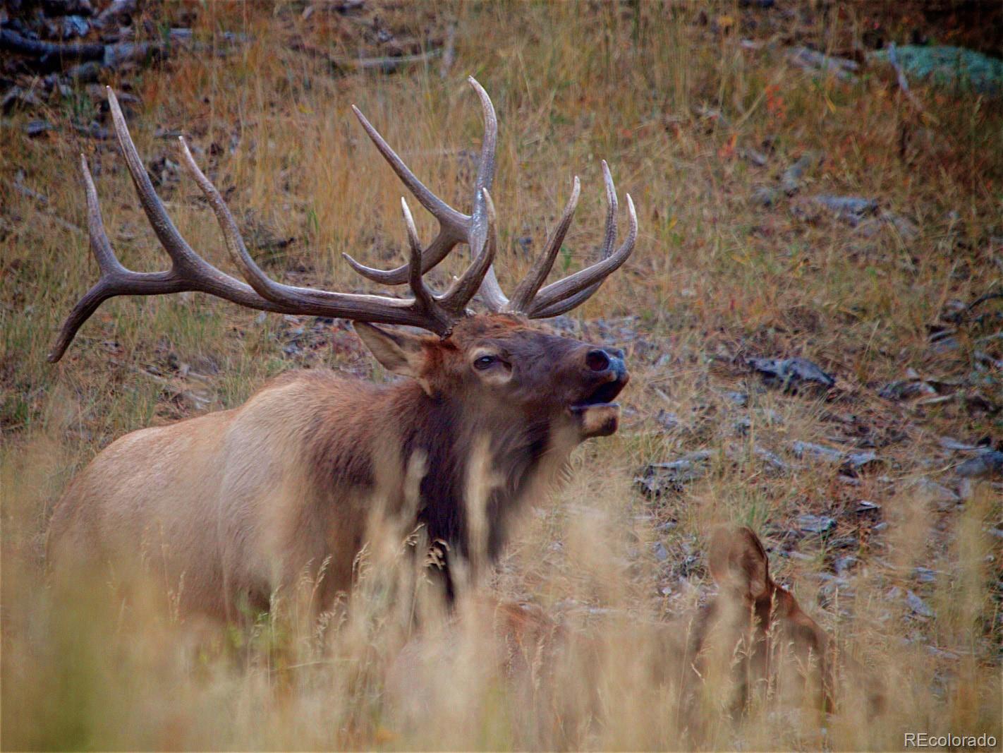 2398 Bitterroot Lane Golden, CO 80401 - Photo 32 of 34