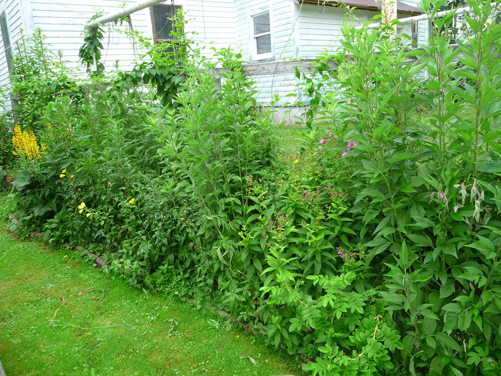 19 Chapel Street Warren, MA 01092 - Photo 25 of 30 a view of a garden with plants