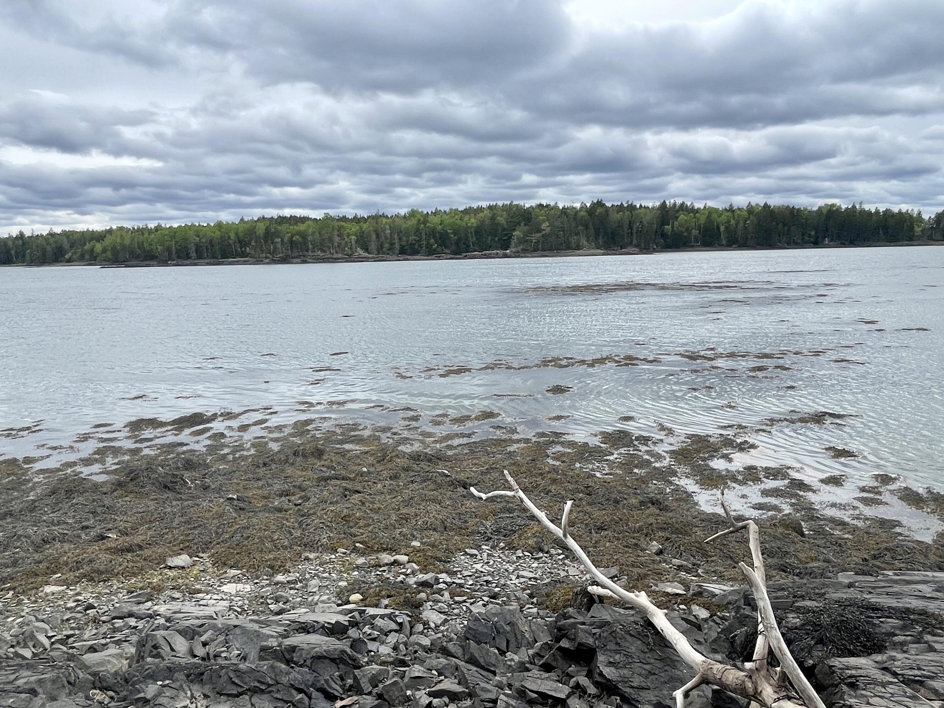 800 Straight Bay Road Lubec, ME 04652 - Photo 121 of 148 IMG_3207