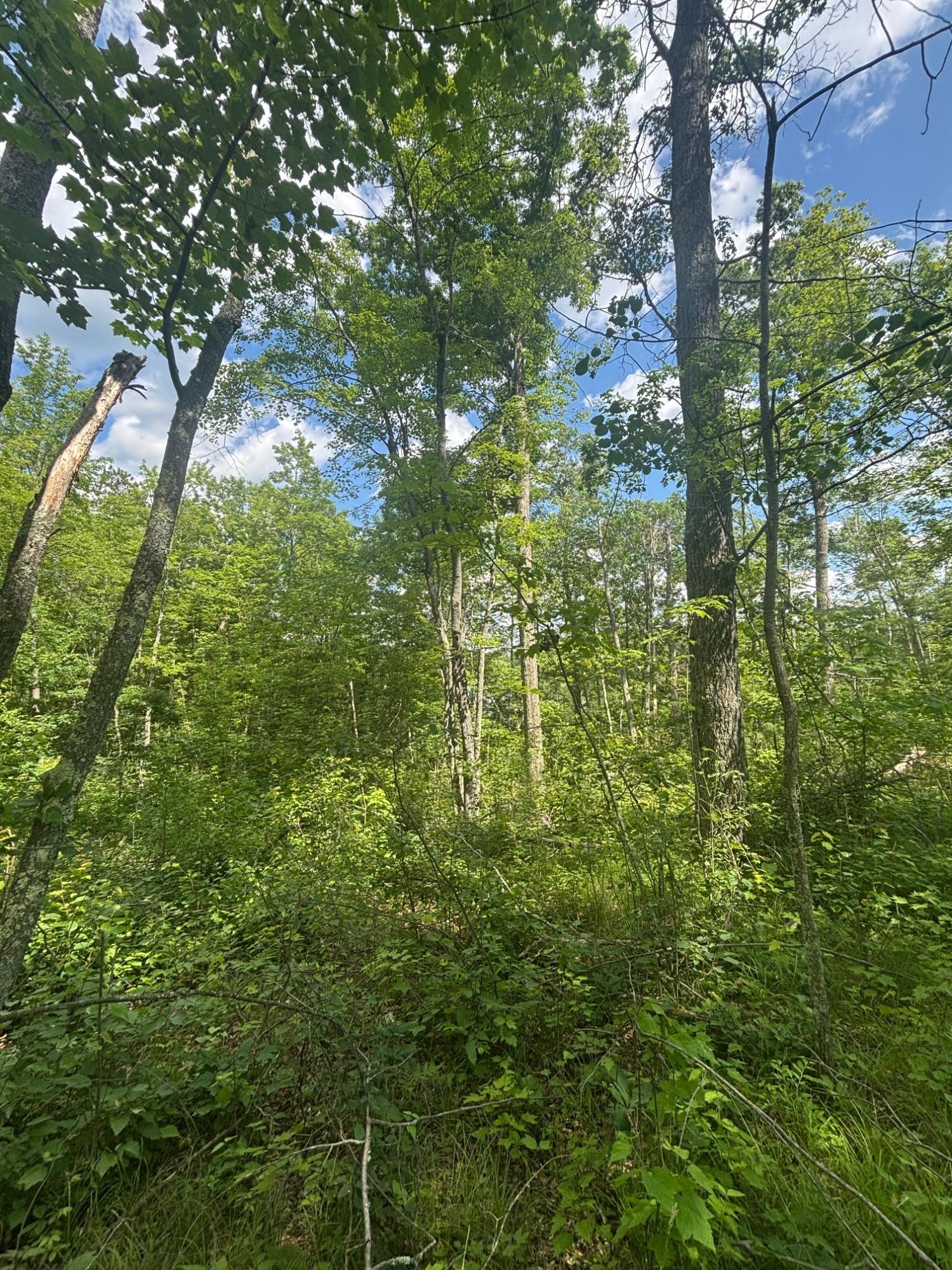 Off Bennet Road Amberg, WI 54102 - Photo 7 of 19 Gallery Image 7