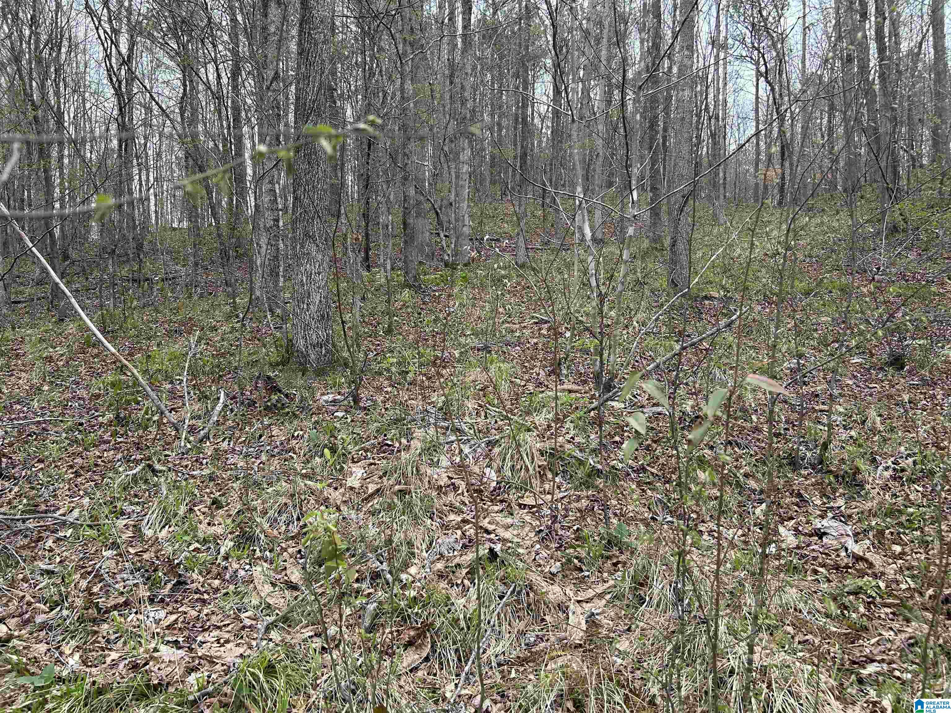 Lot 16 Turkey Bend Drive, Unit 16 Addison, AL 35540 - Photo 7 of 19