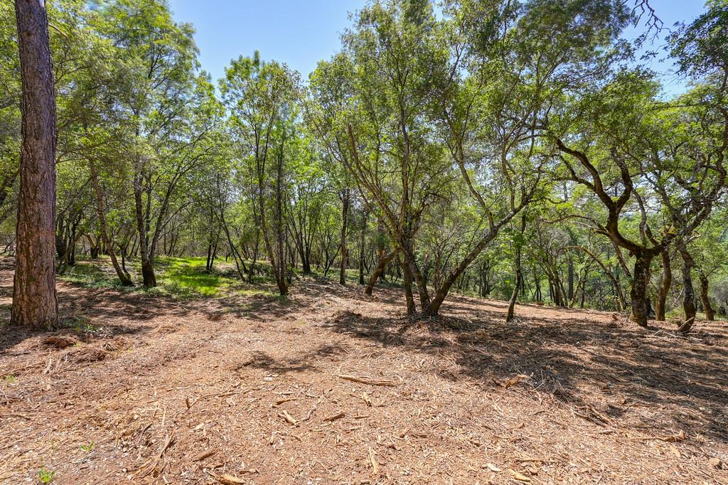 10650 Werner Road Auburn, CA 95603 - Photo 12 of 50 a view of outdoor space with trees