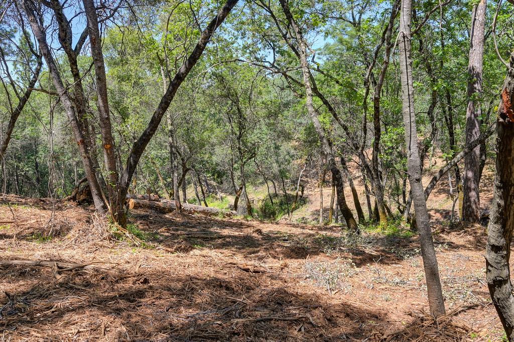 10650 Werner Road Auburn, CA 95603 - Photo 17 of 50 a view of tree