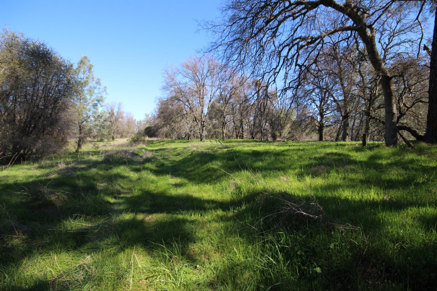 10650 Werner Road Auburn, CA 95603 - Photo 21 of 50 a big yard with lots of green space and plants