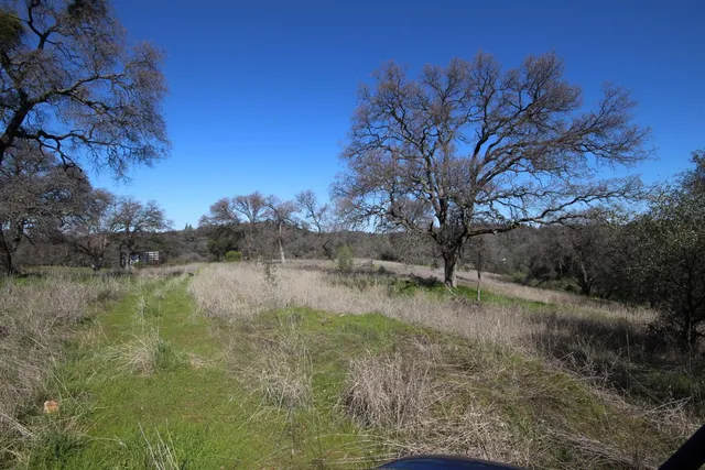 a view of backyard with tree