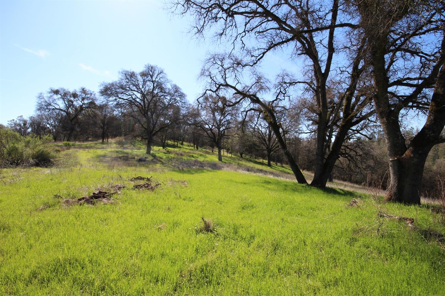 10650 Werner Road Auburn, CA 95603 - Photo 28 of 50 a view of backyard with tree