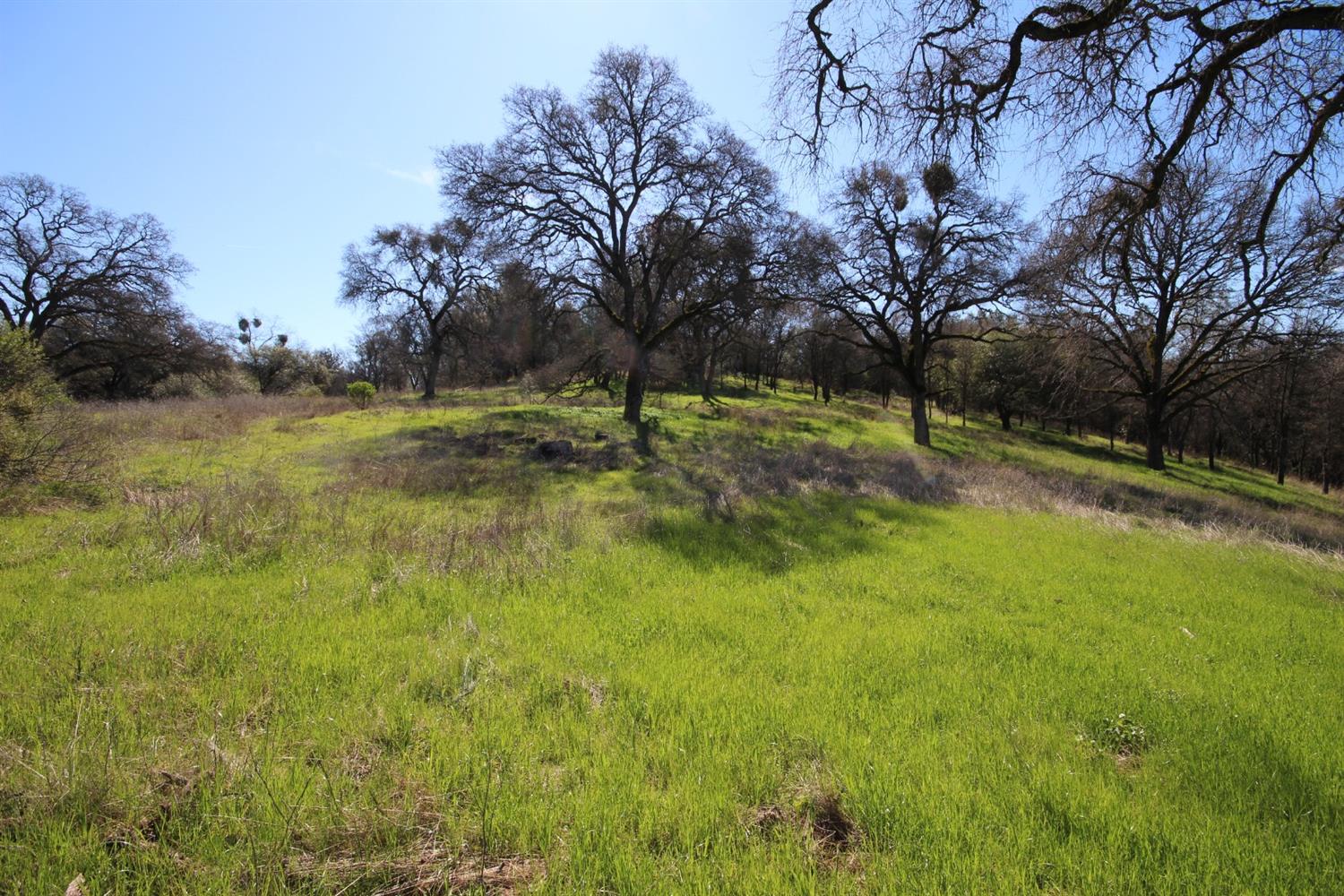 10650 Werner Road Auburn, CA 95603 - Photo 30 of 50 a view of yard with trees