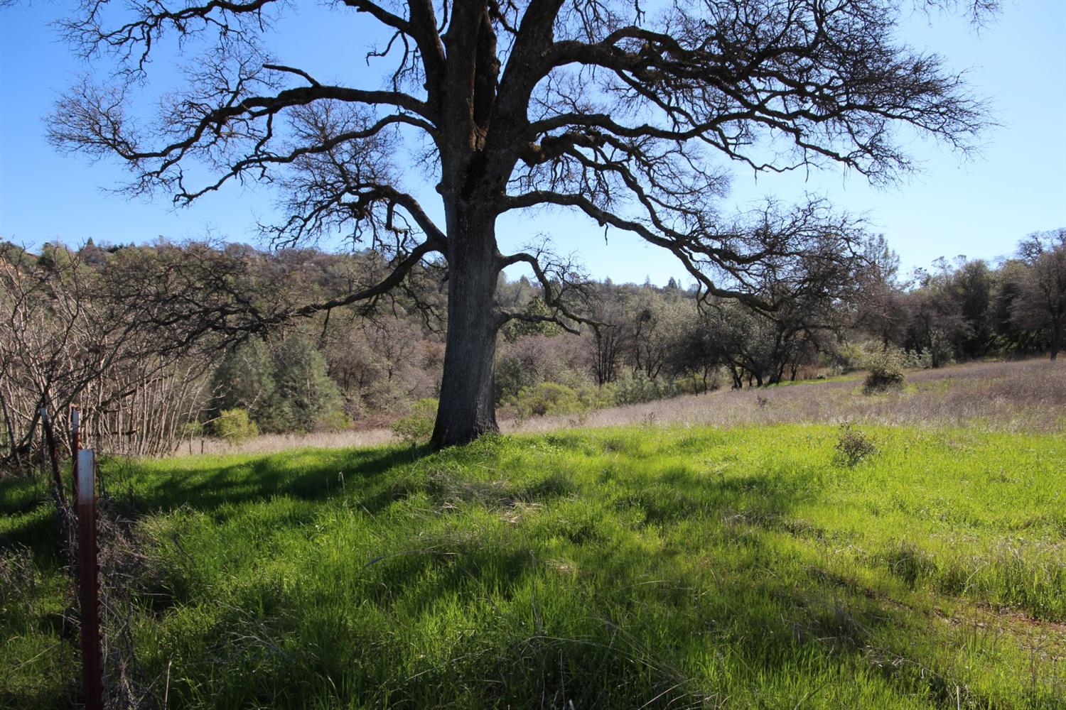 10650 Werner Road Auburn, CA 95603 - Photo 37 of 50 a backyard of a house with lots of green space