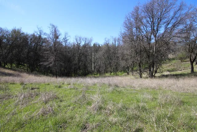 a view of a lush green forest with lots of trees