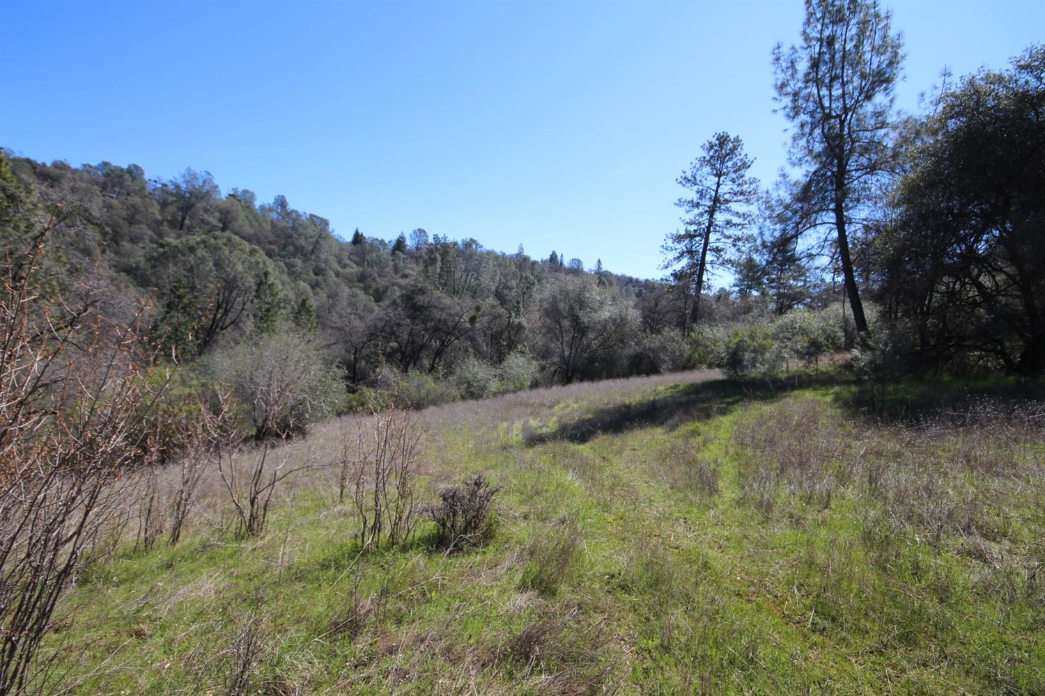 10650 Werner Road Auburn, CA 95603 - Photo 40 of 50 a view of a lush green forest with lots of trees