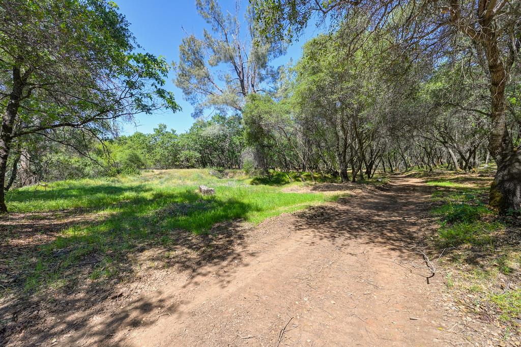 10650 Werner Road Auburn, CA 95603 - Photo 6 of 50 a view of outdoor space with trees all around