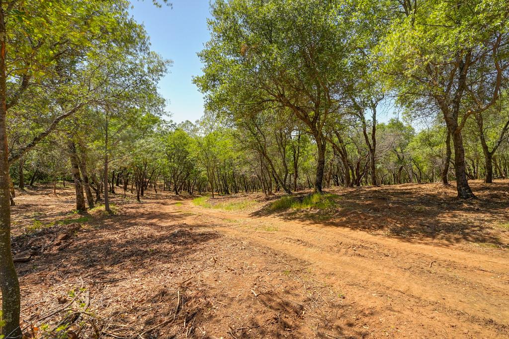 10650 Werner Road Auburn, CA 95603 - Photo 8 of 50 a view of a yard with a tree