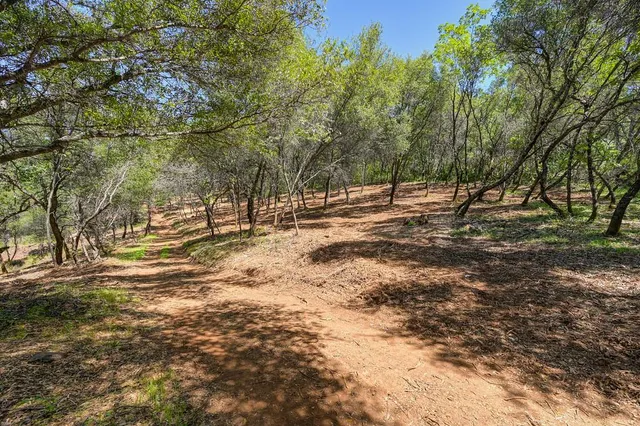a view of dirt yard with a large tree