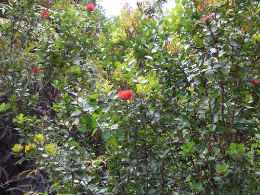 11-3220 Volcano Road Volcano, HI 96771 - Photo 3 of 8