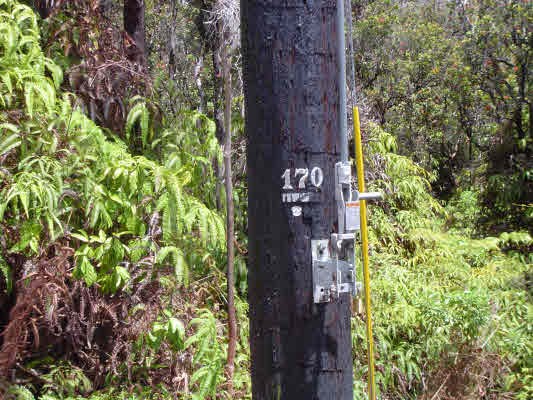 11-3220 Volcano Road Volcano, HI 96771 - Photo 5 of 8 a plant that is in front of a tree