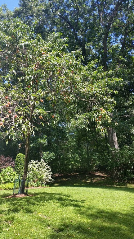 2 Ryer Lane Middleton, MA 01949 - Photo 14 of 16 a view of a garden with a bench