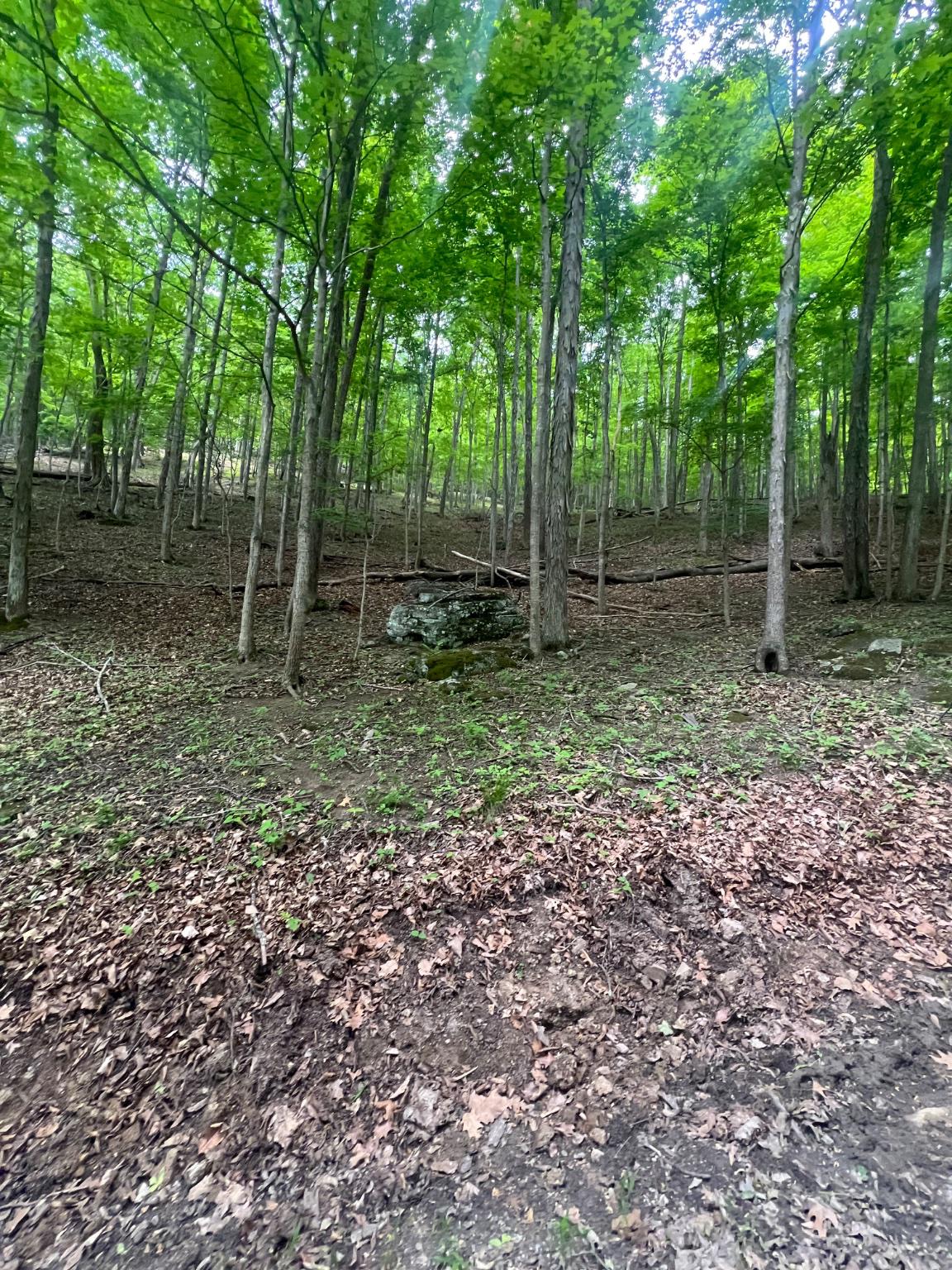 Edgar Lane Upper Tract, WV 26866 - Photo 15 of 22 Additional view of the wooded homesite area.