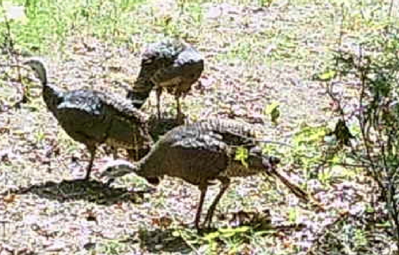 0 Downing Hollow Road Waynesboro, TN 38485 - Photo 14 of 26