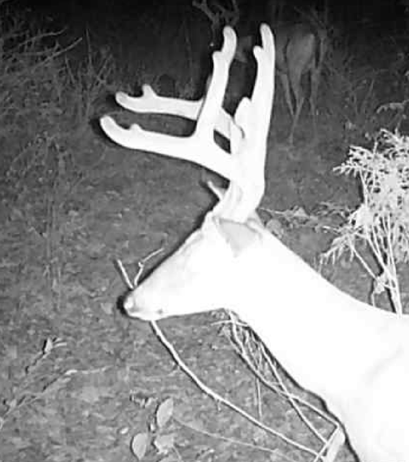 0 Downing Hollow Road Waynesboro, TN 38485 - Photo 18 of 26