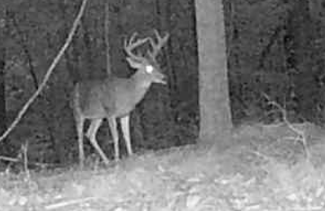 0 Downing Hollow Road Waynesboro, TN 38485 - Photo 21 of 26