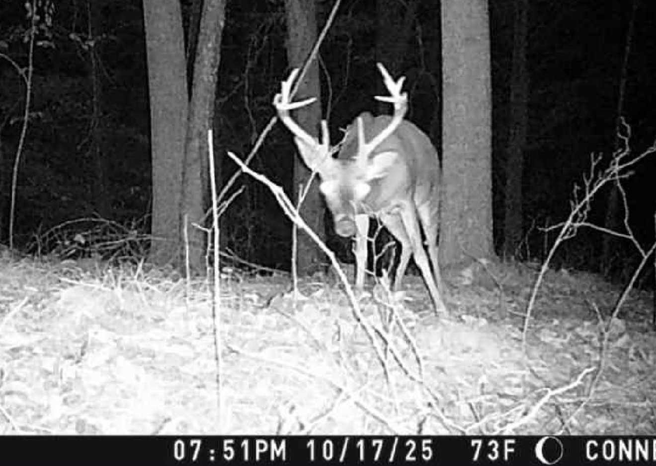 0 Downing Hollow Road Waynesboro, TN 38485 - Photo 23 of 26