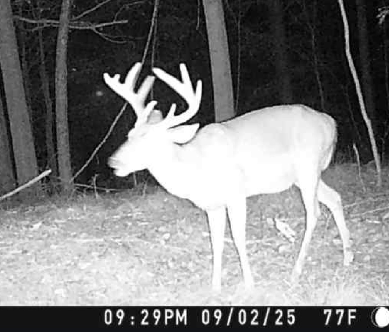 0 Downing Hollow Road Waynesboro, TN 38485 - Photo 24 of 26