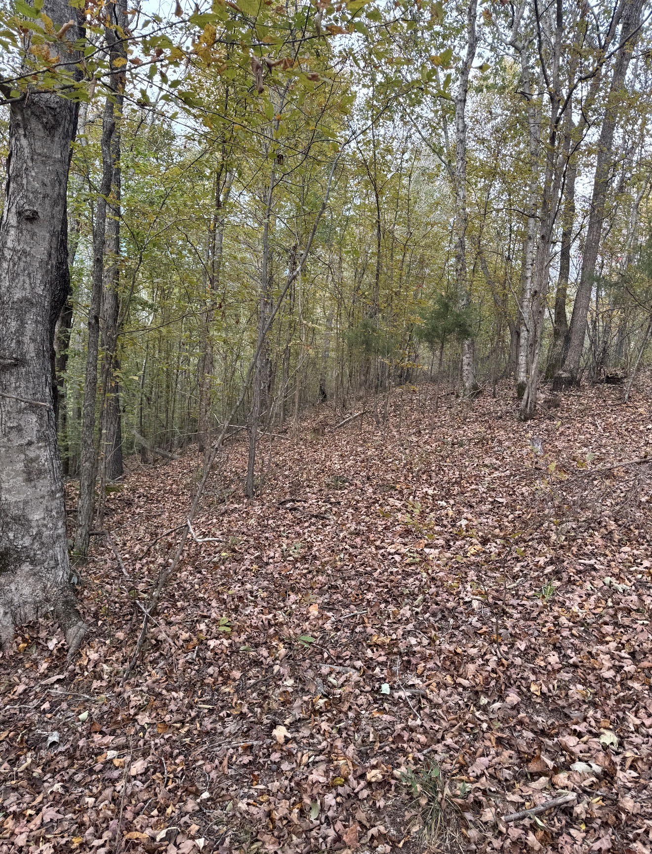 0 Downing Hollow Road Waynesboro, TN 38485 - Photo 4 of 26