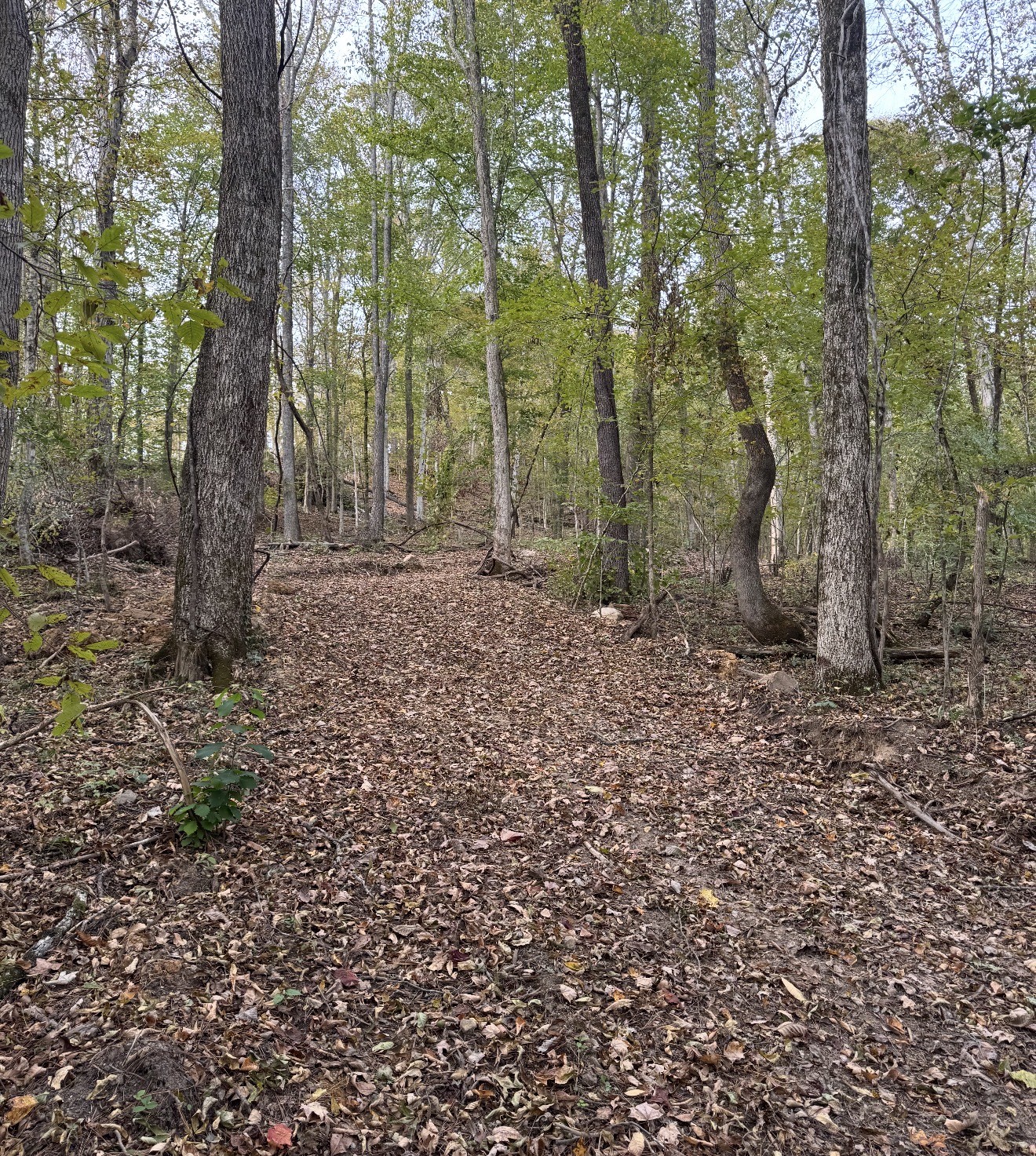 0 Downing Hollow Road Waynesboro, TN 38485 - Photo 6 of 26