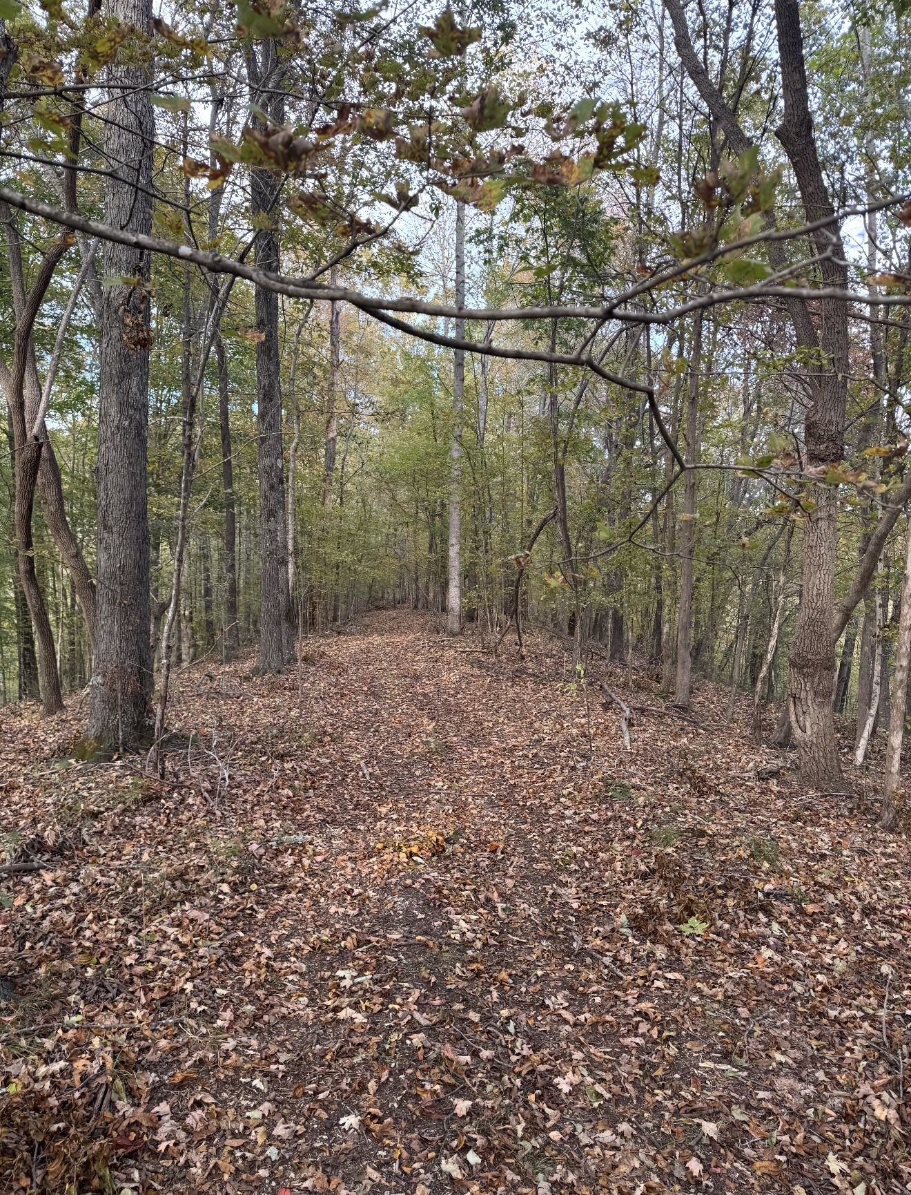 0 Downing Hollow Road Waynesboro, TN 38485 - Photo 8 of 26