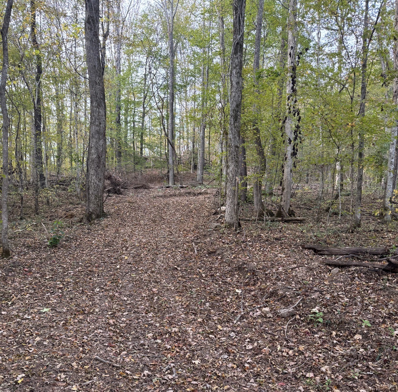 0 Downing Hollow Road Waynesboro, TN 38485 - Photo 9 of 26