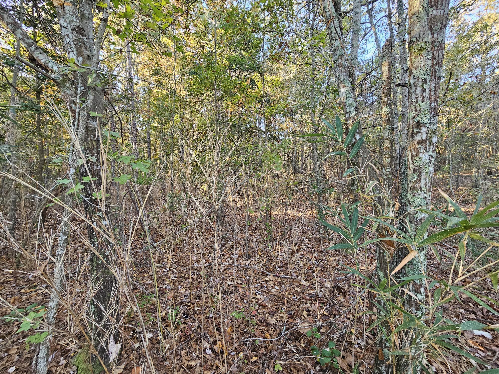 Tbd Bair Road St. Matthews, SC 29135 - Photo 8 of 14 WOODS VIEW
