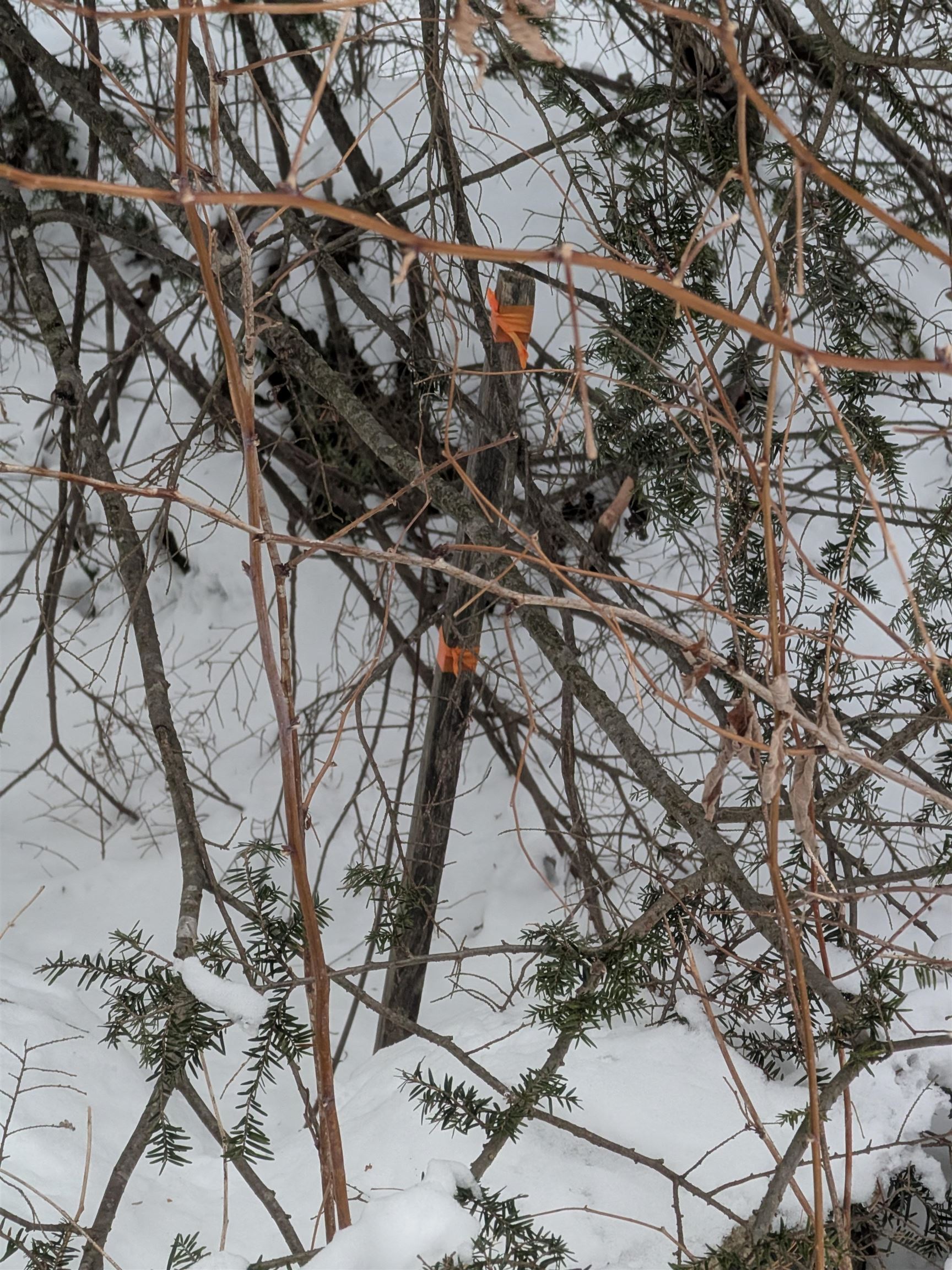 58-6-2 Duggin Road Wilton, NH 03086 - Photo 11 of 14