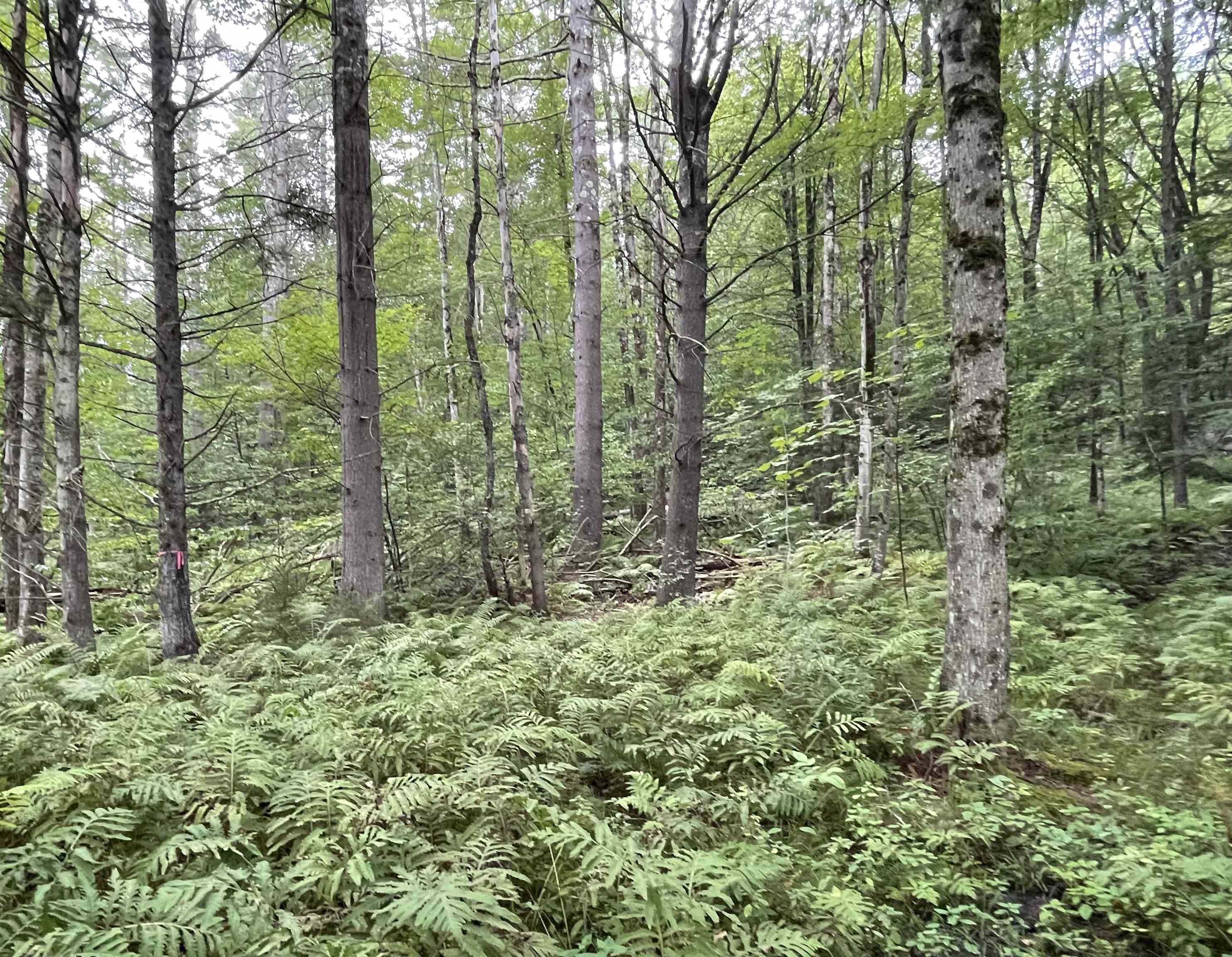 724 York Hill Road Lincoln, VT 05443 - Photo 26 of 33 Gallery Image 26