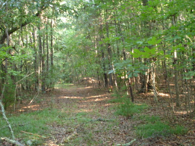 Smith Tract - new pictures 90 acres (2)
