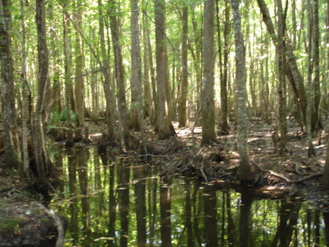 1 Golden Rice Lane Ravenel, SC 29470 - Photo 11 of 17 Smith Tract - new pictures 90 acres (8)