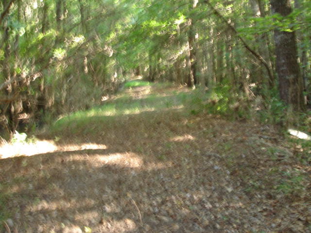 1 Golden Rice Lane Ravenel, SC 29470 - Photo 12 of 17 Smith Tract - new pictures 90 acres (6)