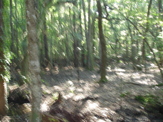 1 Golden Rice Lane Ravenel, SC 29470 - Photo 13 of 17 Smith Tract - new pictures 90 acres (5)