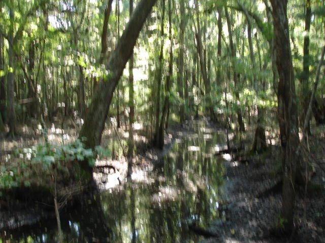 1 Golden Rice Lane Ravenel, SC 29470 - Photo 14 of 17 Smith Tract - new pictures 90 acres (4)