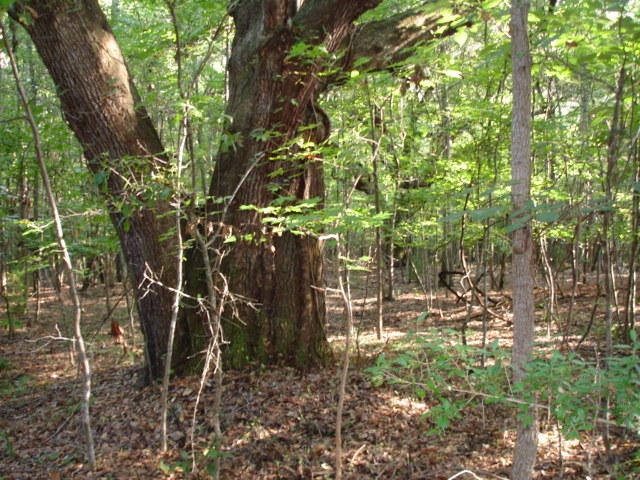 1 Golden Rice Lane Ravenel, SC 29470 - Photo 15 of 17 Smith Tract - new pictures 90 acres (14)